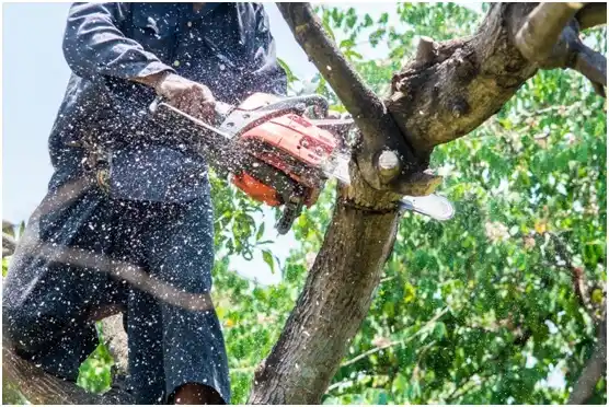 tree services Port Hadlock-Irondale